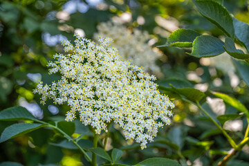 A delicate elderflower blossom on a bush, surrounded by green leaves and soft sunlight, creating a...