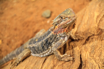 Bearded Dragon on Wood Port Augusta
