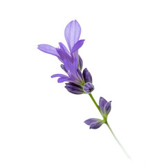 Isolated lavender flower on black background close up lavender floral beauty on transparent background