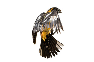 Black-headed Grosbeak (Pheucticus melanocephalus) Photo, in Flight on a Transparent Isolated PNG Background