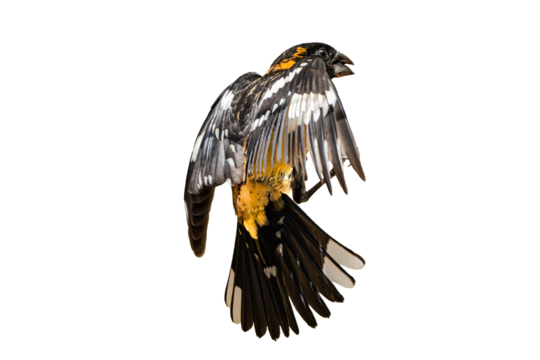 Black-headed Grosbeak (Pheucticus melanocephalus) Photo, in Flight on a Transparent Isolated PNG Background