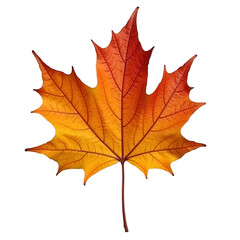 Fototapeta premium Isolated autumn maple leaf vector illustration fall season foliage design on transparent background