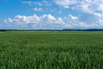 wheat field and blue sky