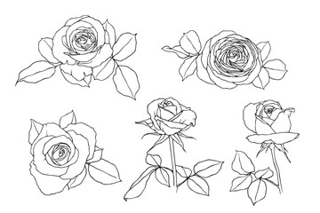 Set of linear sketches, rose flower outlines. Vector graphics.