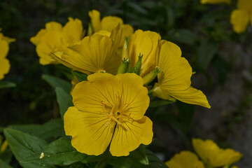 Evening primrose, or Oenothera, (Latin Oenothera) is a genus of plants in the Cypress family (Onagraceae). Evening primrose blooms in the garden.