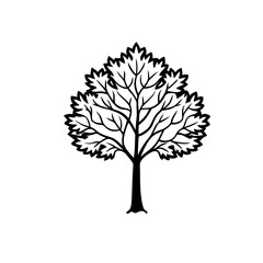 Fototapeta premium Black and White Drawing of Ash Tree with Layered Leaves