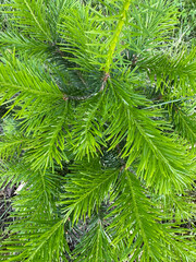 Young spruce branch close up