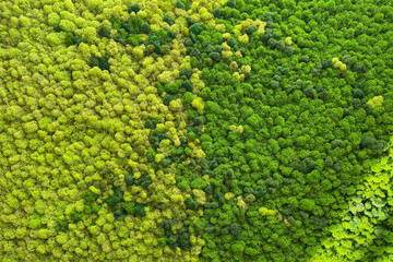 Eco design. Decorative stabilized preserved forest moss reindeer moss of light green and dark green shades in vertical landscaping of the interior