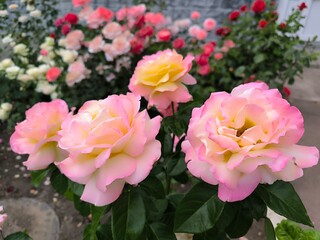 pink and white tulips