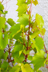 Grape vine with branches, leaves, and young fruit