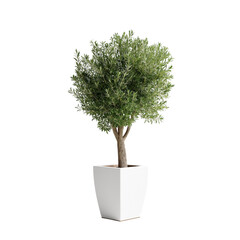 isolated cutout olive tree in pot, best use for landscape or interior design , best use for post production render 