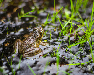 macro close-up of a frog in a marsh surrounded by water and blades of grass
