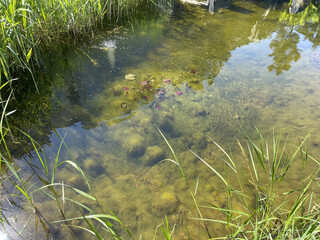 Tranquil Pond with Clear Water and Water Lilies.Peaceful natural pond with crystal-clear water and blooming water lilies floating on the surface. 