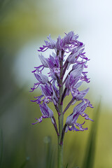 Helmknabenkraut (Orchis militaris)