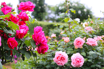 A beautiful rose bush in a public park in Japan