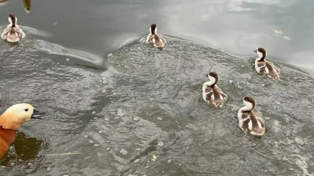 Mother Ruddy shelduck with her small ducklings on lake in the summer. Small ducklings learn to swim and dive to get food from the bottom of the pond in summer season.