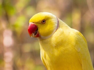 Yellow Ring-necked Parakeet, Psittacula krameri, sitting on a branch with the sky in the background. Wild birds.