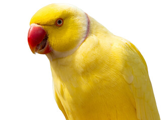 Yellow Ring-necked Parakeet, Psittacula krameri, sitting on a branch with the sky in the background. Wild birds.