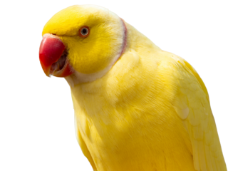 Yellow Ring-necked Parakeet, Psittacula krameri, sitting on a branch with the sky in the background. Wild birds.