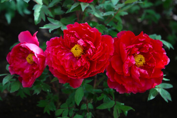 Beautiful flower of paeonia plant