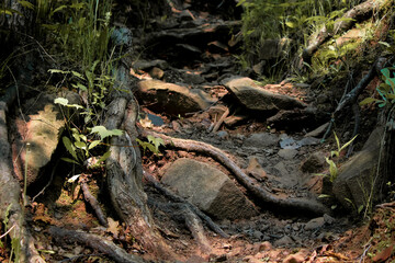 a close-up of twisted tree roots and rocks on a steep hiking trail. wildnerness nature photography with contrast