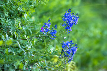 Große Ehrenpreis (Veronica teucrium)