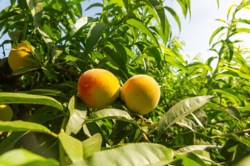 Nature's Perfection: Paired Peaches Bathed in Warm Sunlight.