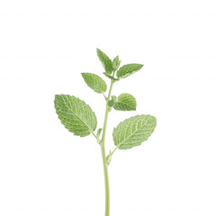 Obraz premium Fresh green mint plant leaves close up isolated on black background macro shot on transparent background