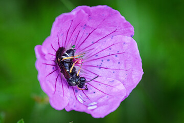 Eine solitär lebende Biene schläft in der Blüte des Blutstrorchschnabel (Geranium sanguineum)