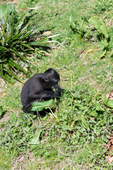 Photo of a baby Sulewesi crested macaque (macaca nigra) eating vegetation