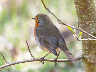 Robin (Erithacus rubecula) woodland background, bird a British European garden songbird with a red or orange breast often found on Christmas cards, sitting sitting on branch tree.
