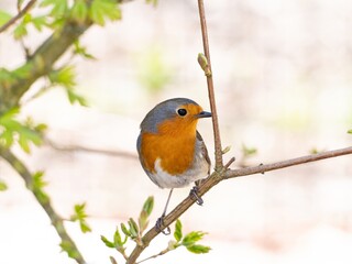 Robin (Erithacus rubecula) woodland background, bird a British European garden songbird with a red or orange breast often found on Christmas cards, sitting sitting on branch tree.