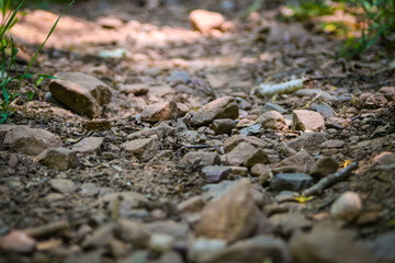 a close-up, low-angle view of a rocky, dirt trail composed of small, irregularly shaped rocks and pebbles. adventure, journey concept and the path ahead