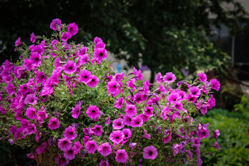 a vibrant cluster of purple petunias against a background lush foliage in a town or city building area. garden, urban or corporate landscaping design element or banner.