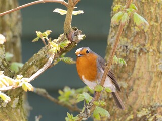 Robin (Erithacus rubecula) woodland background, bird a British European garden songbird with a red or orange breast often found on Christmas cards, sitting sitting on branch tree.
