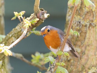 Robin (Erithacus rubecula) woodland background, bird a British European garden songbird with a red...