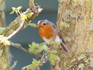 Robin (Erithacus rubecula) woodland background, bird a British European garden songbird with a red or orange breast often found on Christmas cards, sitting sitting on branch tree.
