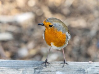 Robin (Erithacus rubecula) woodland background, bird a British European garden songbird with a red or orange breast often found on Christmas cards, sitting sitting on branch tree.