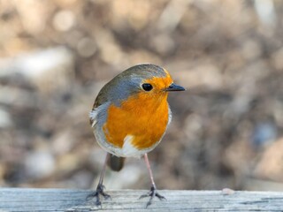 Robin (Erithacus rubecula) woodland background, bird a British European garden songbird with a red or orange breast often found on Christmas cards, sitting sitting on branch tree.