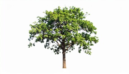 Obraz premium Green tree isolated