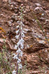 White Albino Prarie Larkspur (Delphinium sp.) Poisonous Flower Wildflowers. Fort Collins, Colorado USA