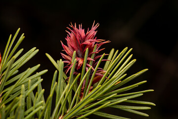 Fototapeta premium Pink pine Flower of a Douglas fir (Pseudotsuga menziesii) pine tree tree castle rock Colorado.