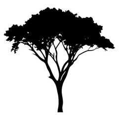 Tree silhouette on withe  background