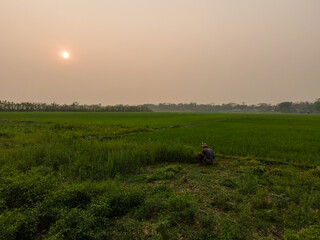 Farmer Working in Green Paddy Field at Sunset in Rural Bangladesh