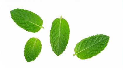 Obraz premium mint leaves isolated on white background