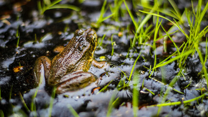 macro close-up of a frog in a marsh surrounded by water and blades of grass