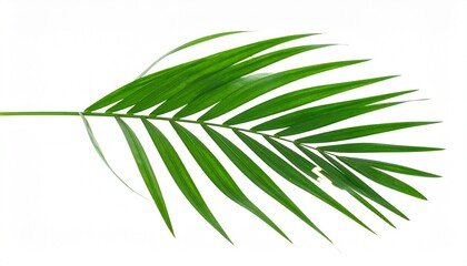 CusTropical palm leaf isolated on white background