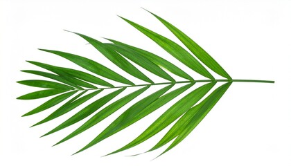 CusTropical palm leaf isolated on white background
