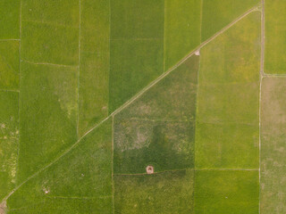 Aerial View of Green Paddy Fields in Rural Bangladesh – Geometric Farmland Pattern