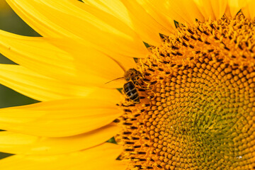 sunflower, bee , girasol, macro, garden, spring, landscape